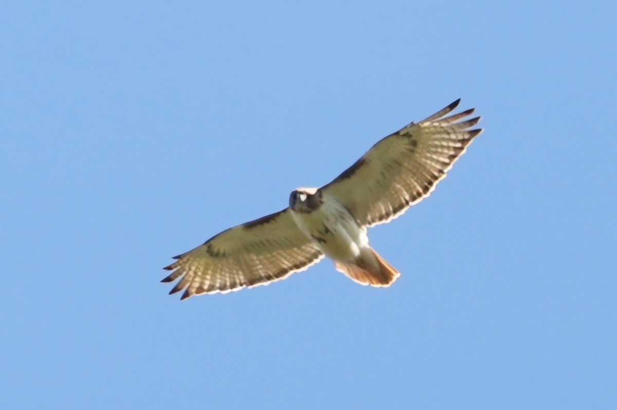 Red-tailed Hawk - ML618433113