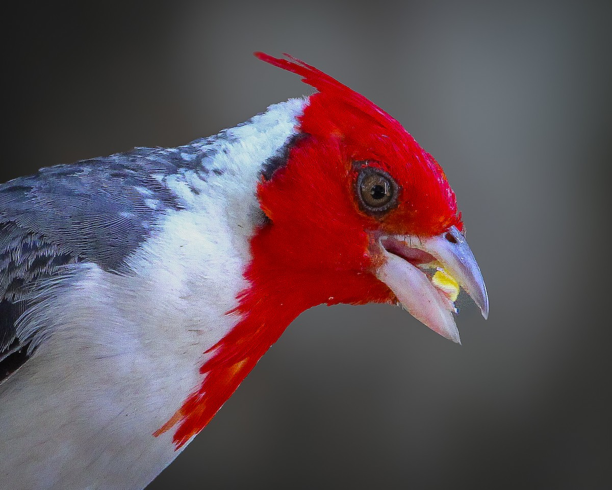 Red-crested Cardinal - ML618433162
