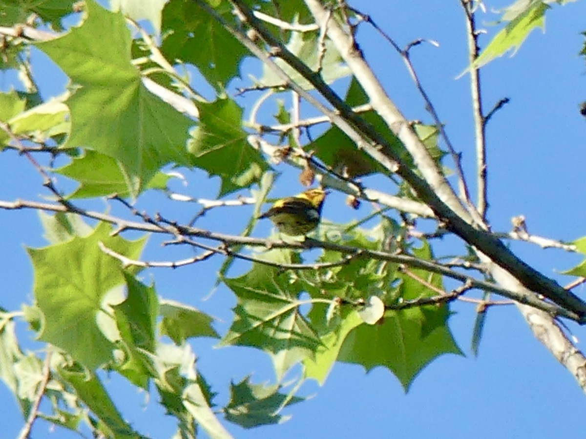 Cape May Warbler - ML618433179