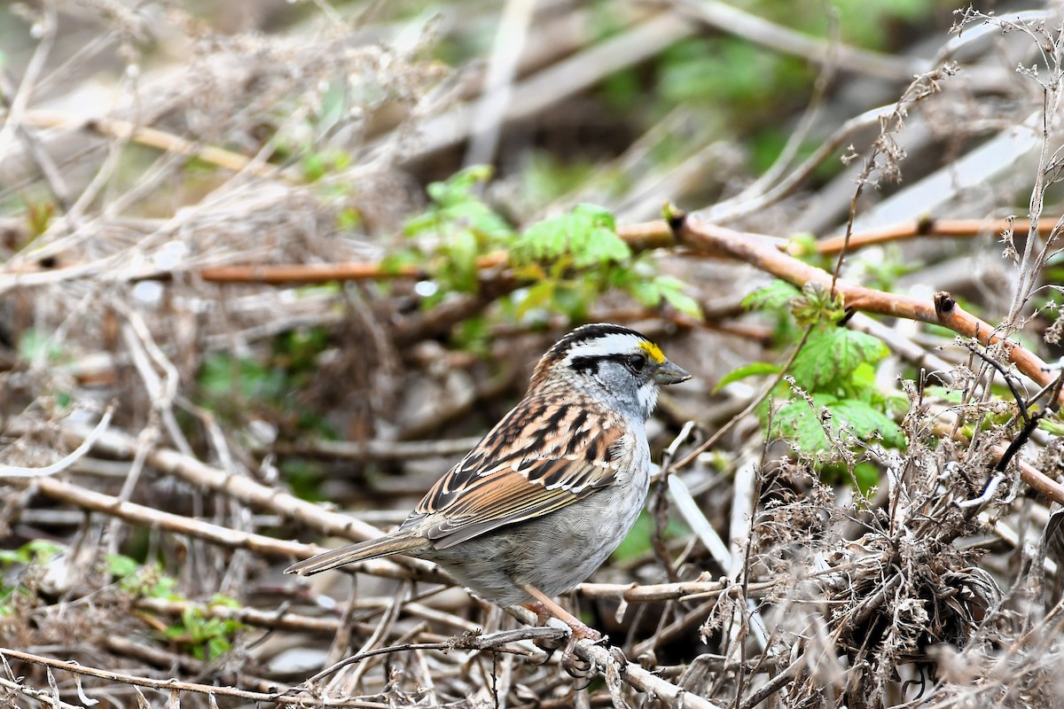 White-throated Sparrow - ML618433267