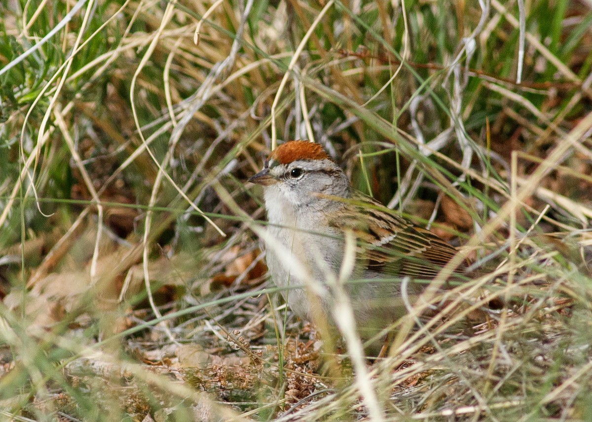 Chipping Sparrow - ML618433271
