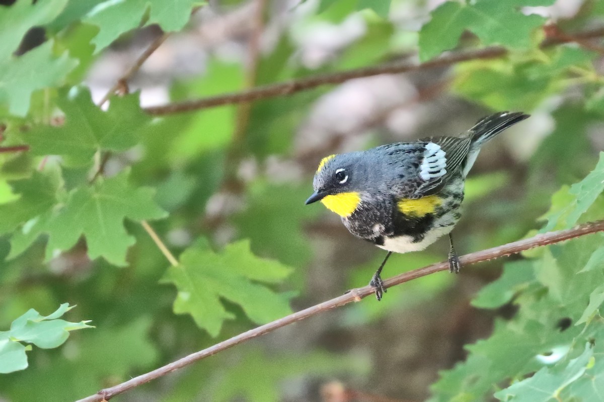 Yellow-rumped Warbler (Audubon's) - ML618433284