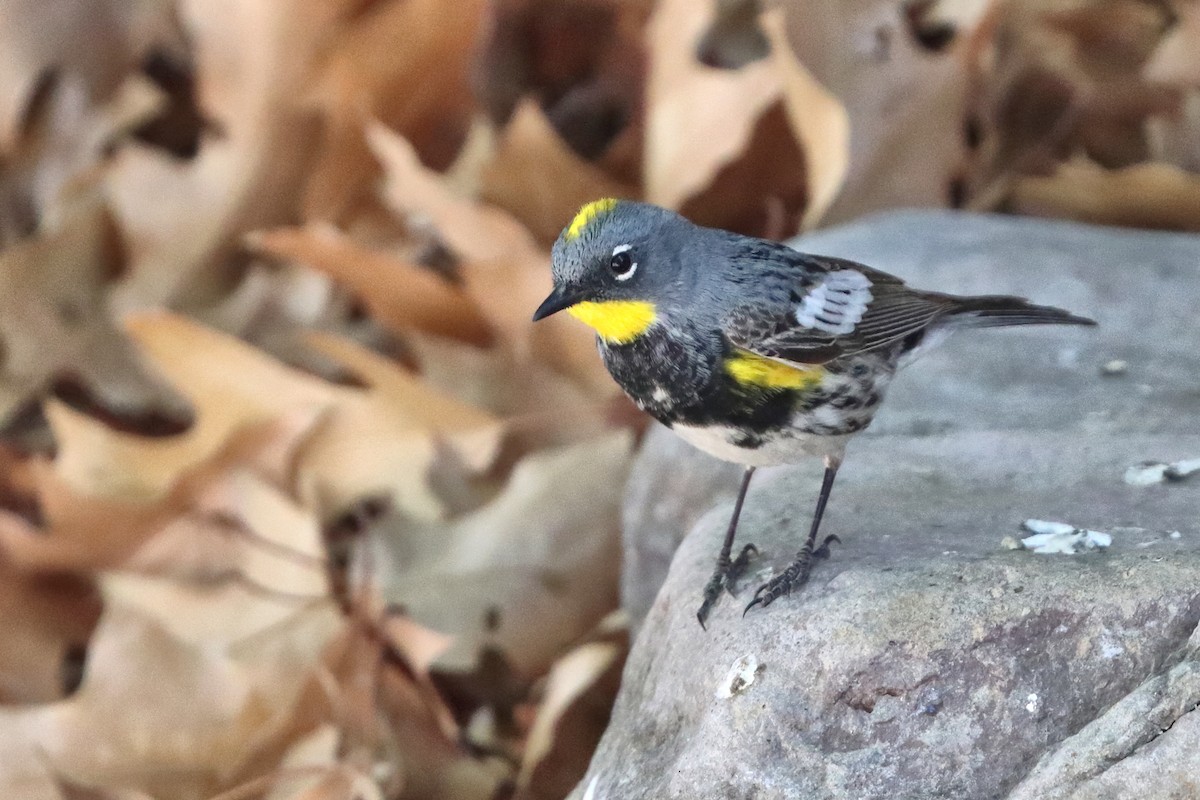 Yellow-rumped Warbler (Audubon's) - ML618433285