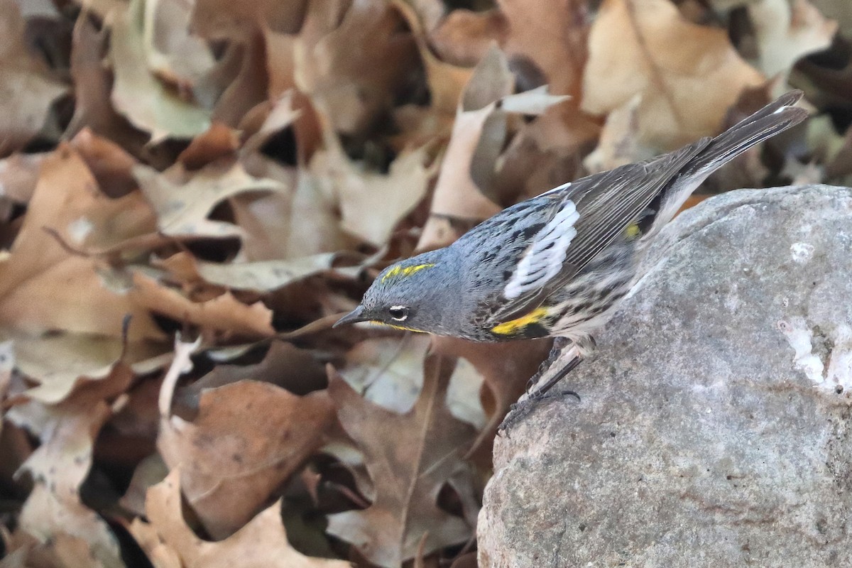 Yellow-rumped Warbler (Audubon's) - ML618433287