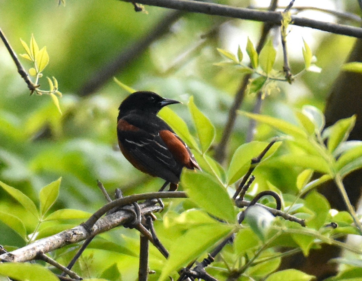 Orchard Oriole - ML618433301