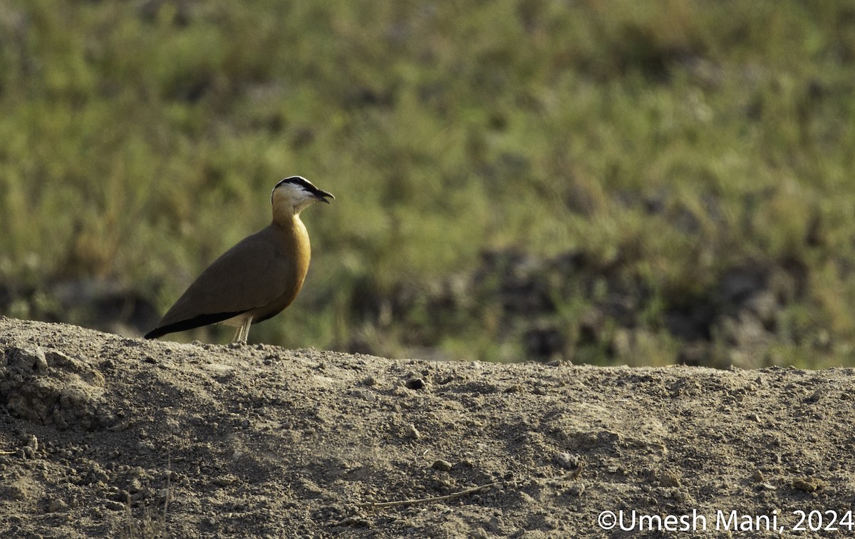 Indian Courser - ML618433320