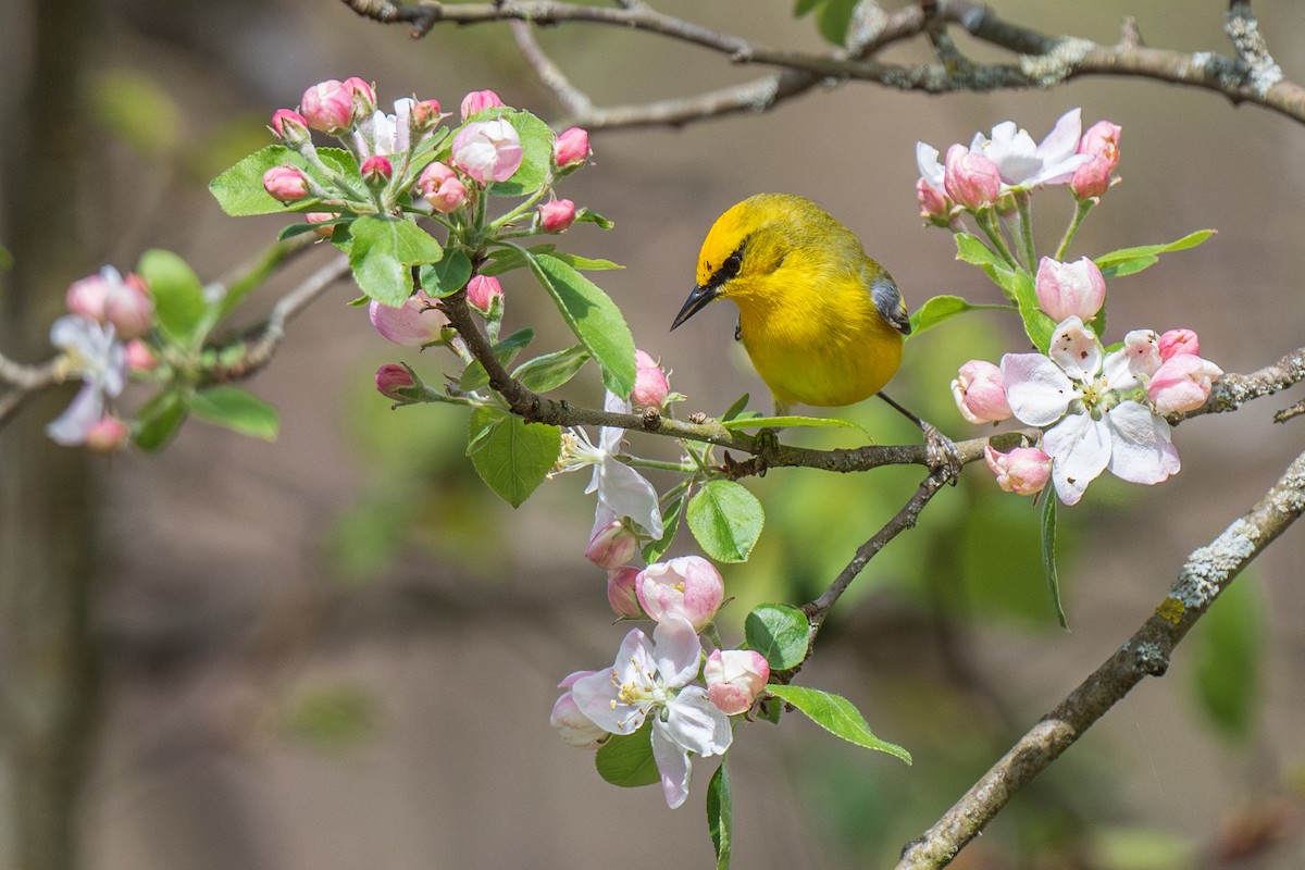 Blue-winged Warbler - Ian Campbell
