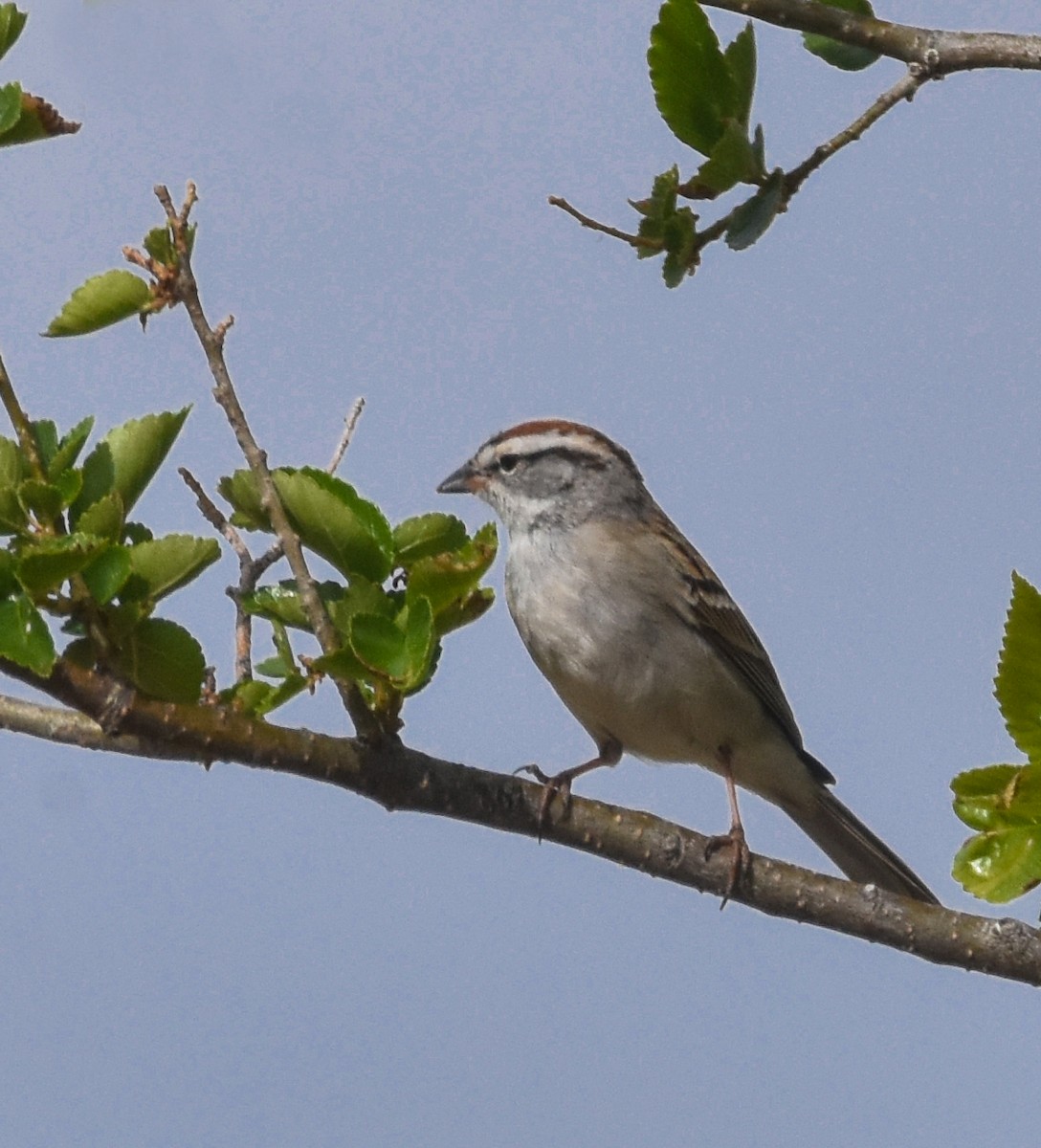 Chipping Sparrow - ML618433371