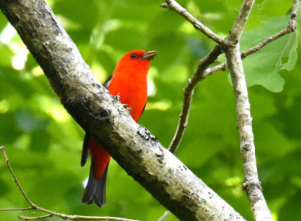 Scarlet Tanager - ML618433372