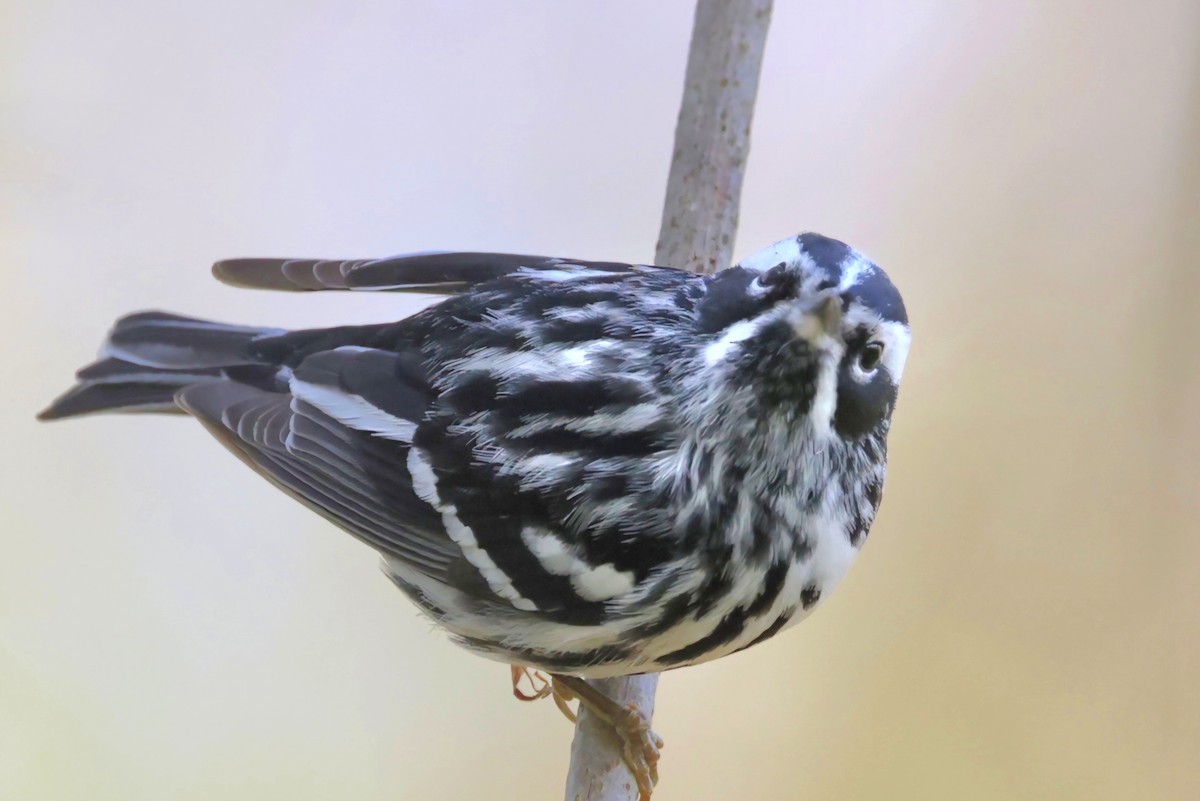 Black-and-white Warbler - ML618433384