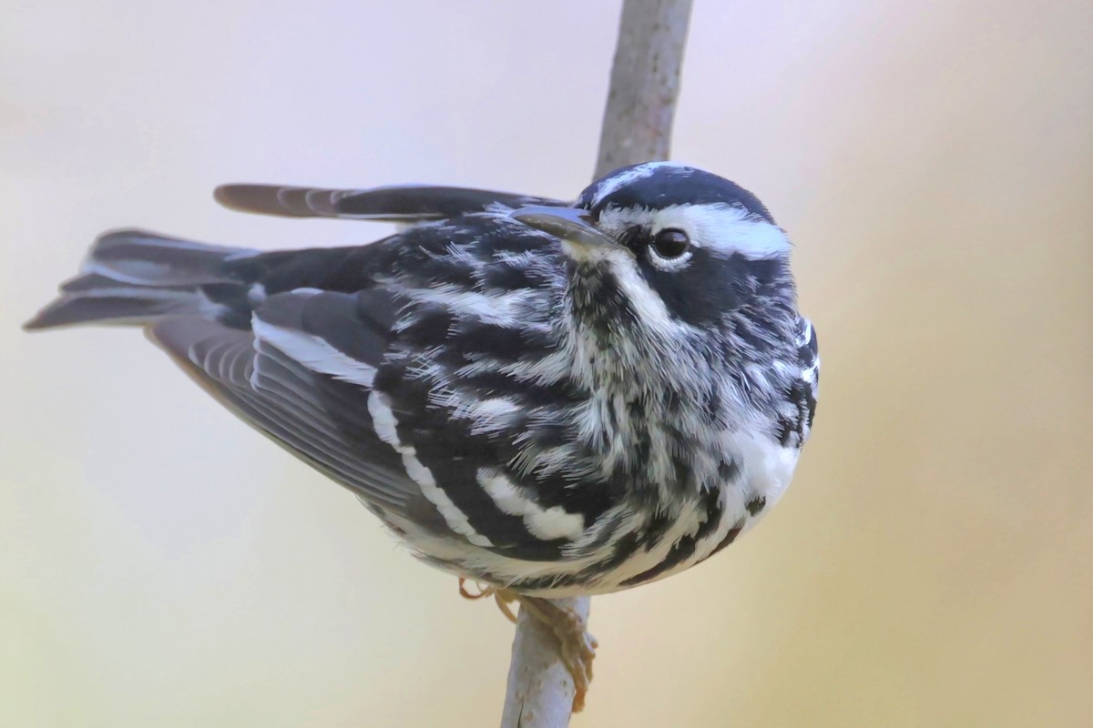 Black-and-white Warbler - ML618433387