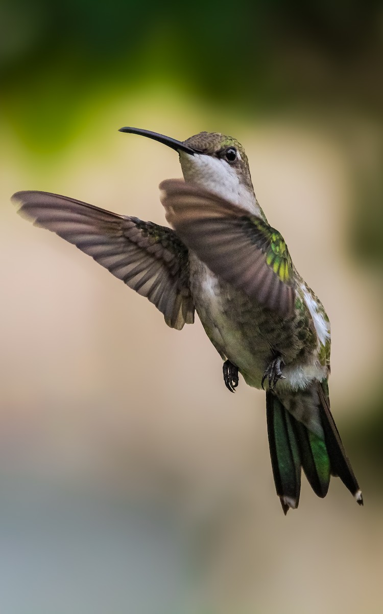 kolibřík cerradový - ML618433414