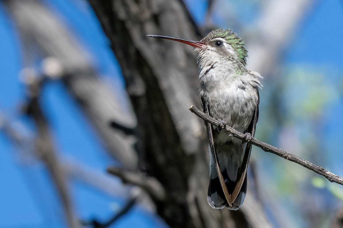 Broad-billed Hummingbird - ML618433424