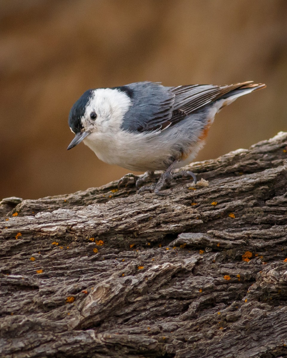 White-breasted Nuthatch - ML618433429