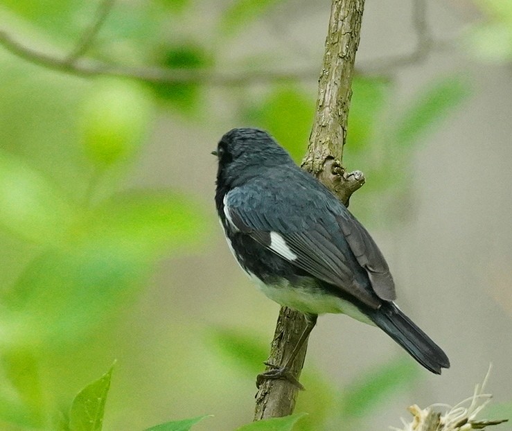 Black-throated Blue Warbler - ML618433445