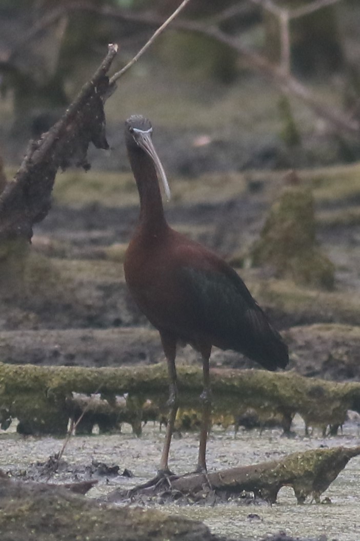 ibis hnědý - ML618433459