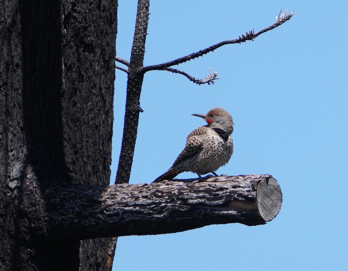 Northern Flicker (Red-shafted) - ML618433487