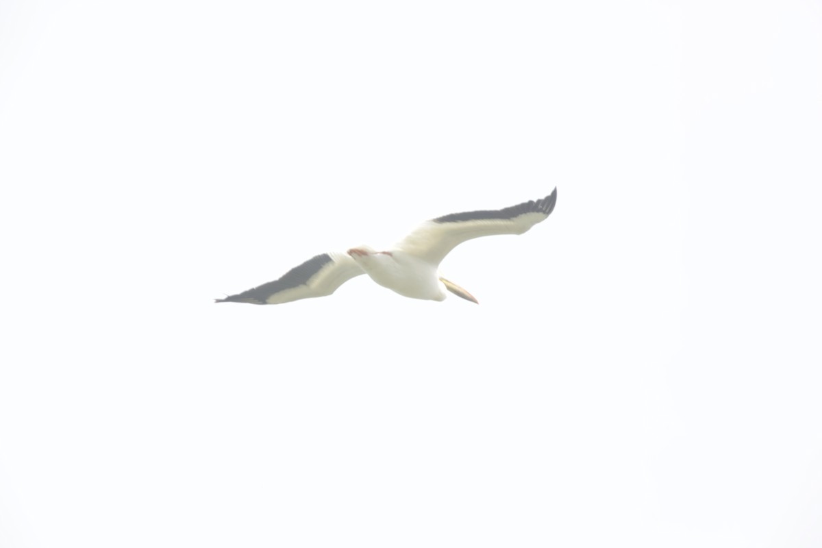 American White Pelican - ML618433490