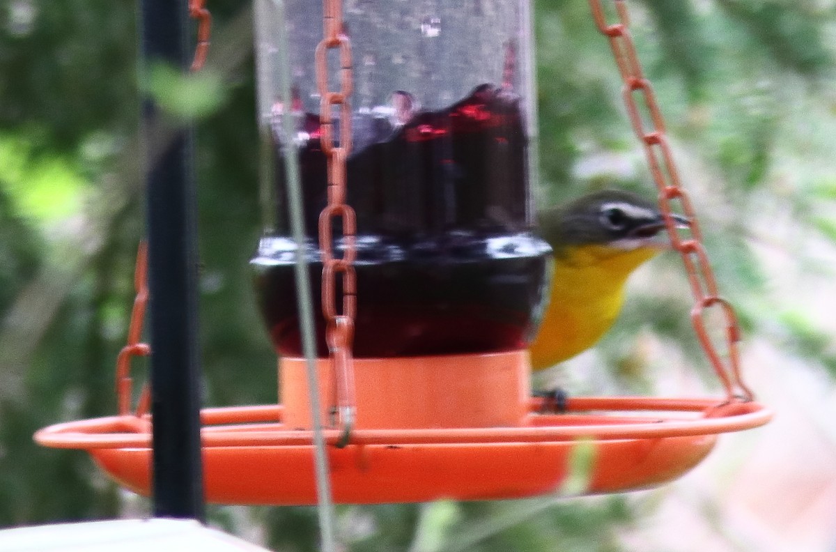 Yellow-breasted Chat - Blake Mann