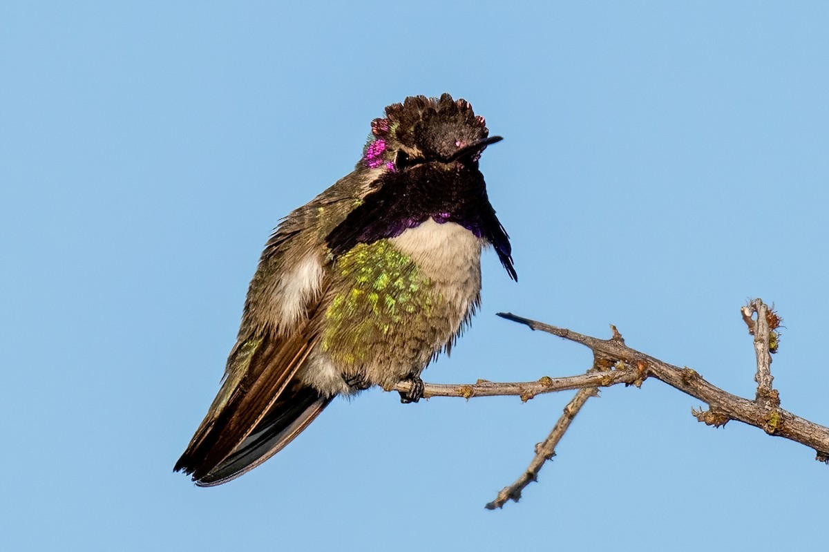 Costa's Hummingbird - ML618433516