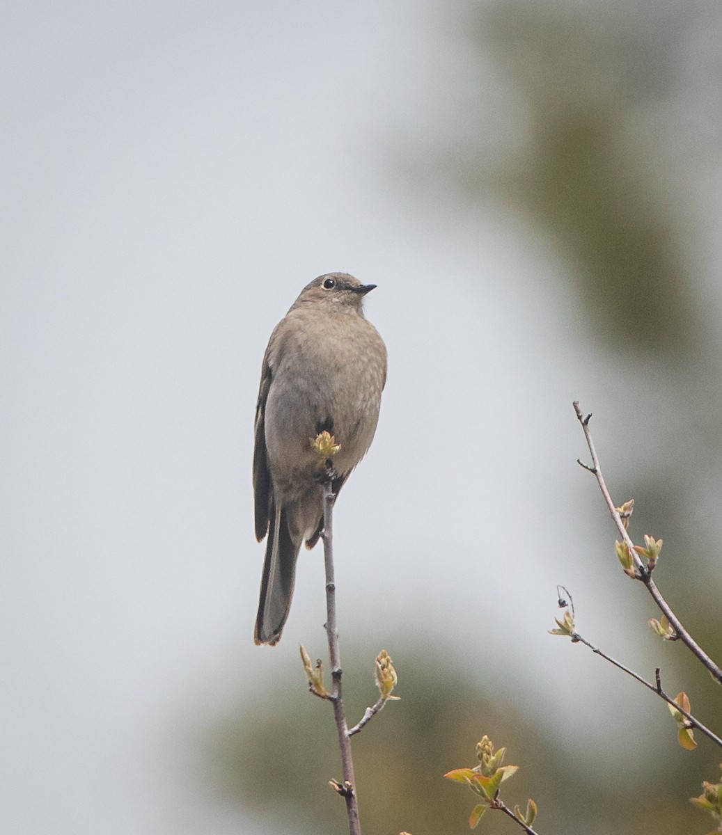 Townsend's Solitaire - ML618433522