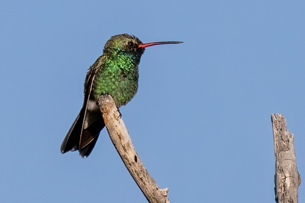 Broad-billed Hummingbird - ML618433524