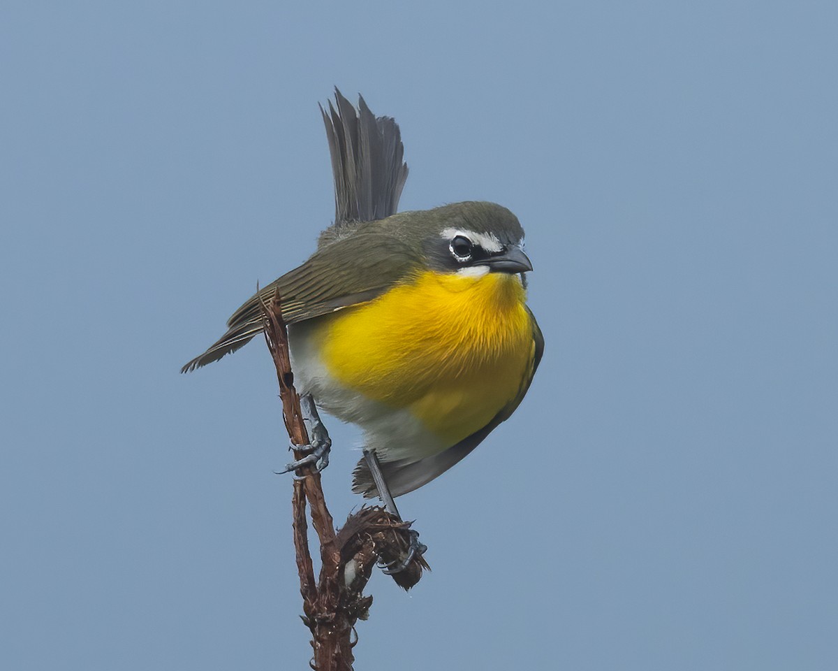 Yellow-breasted Chat - Kyle Cunningham