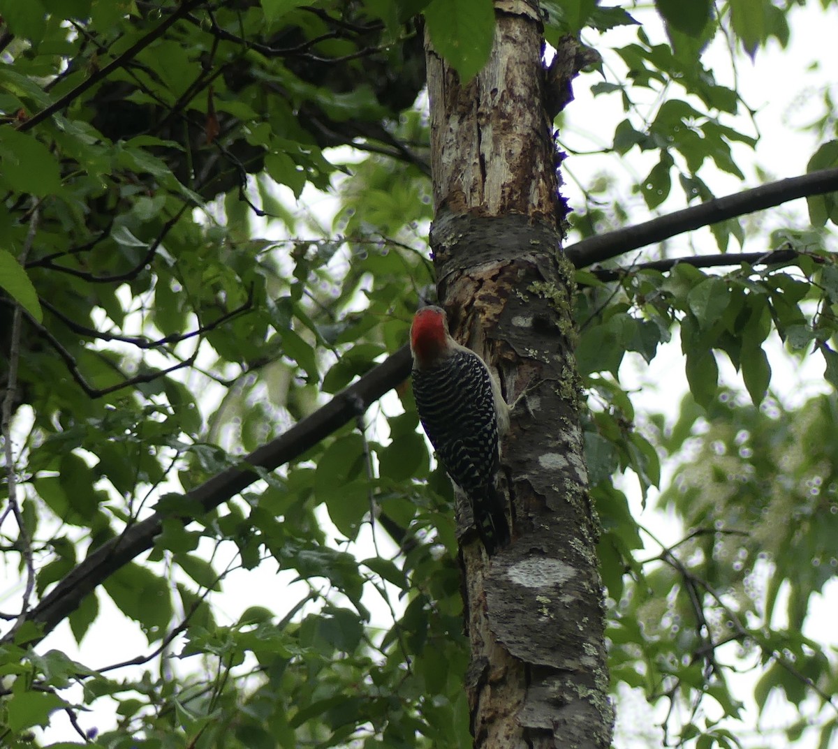 Red-bellied Woodpecker - ML618433615