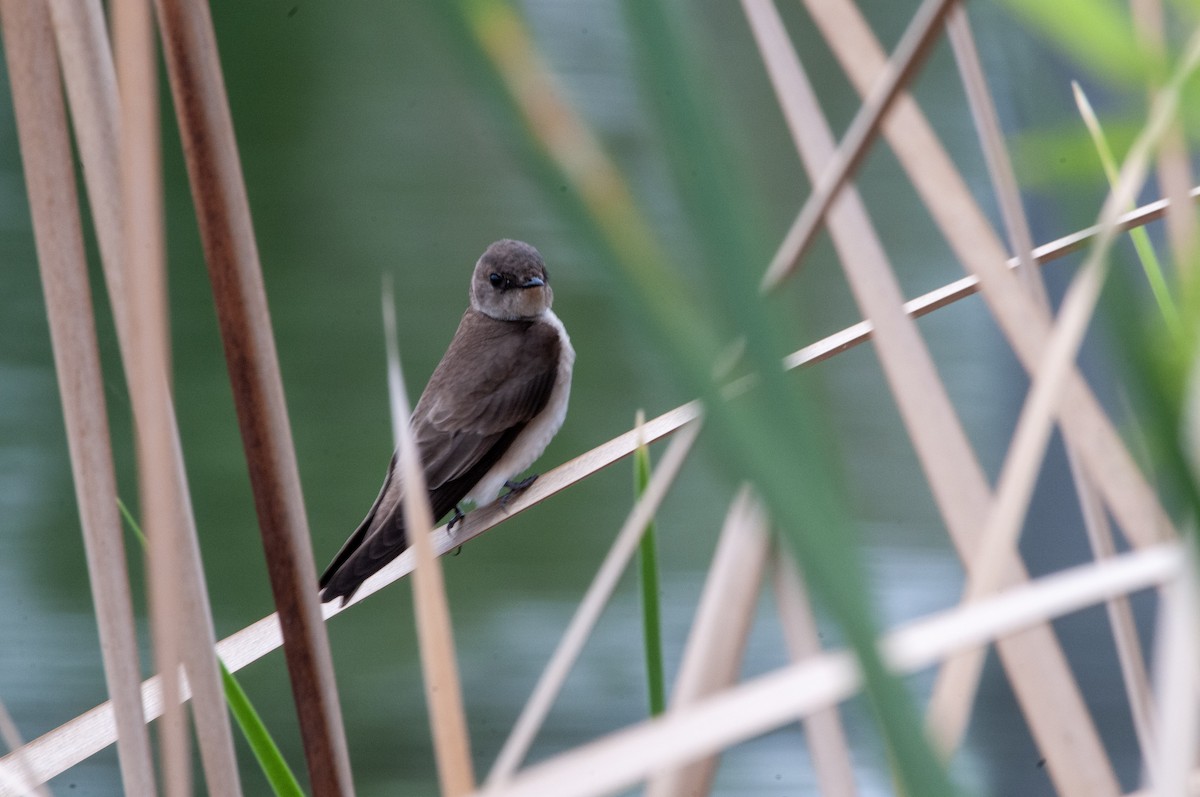 Northern Rough-winged Swallow - ML618433624