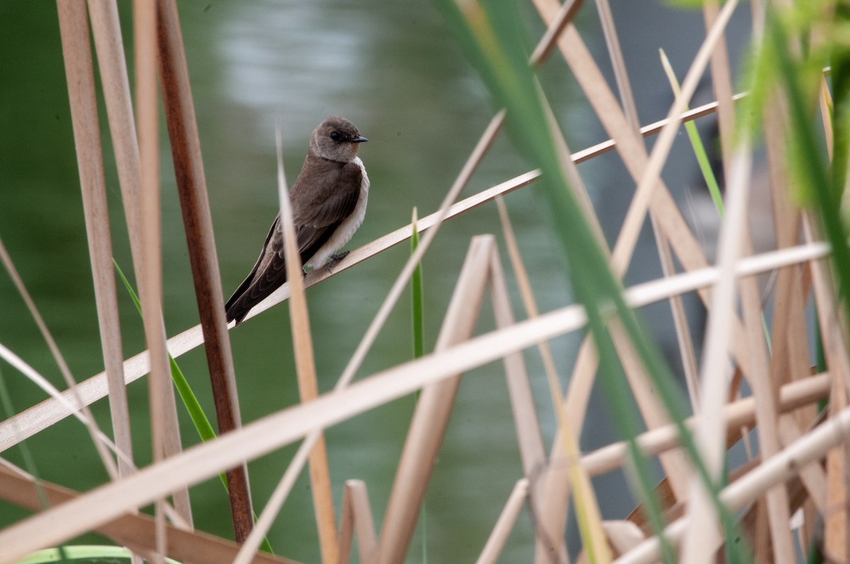 Northern Rough-winged Swallow - ML618433626