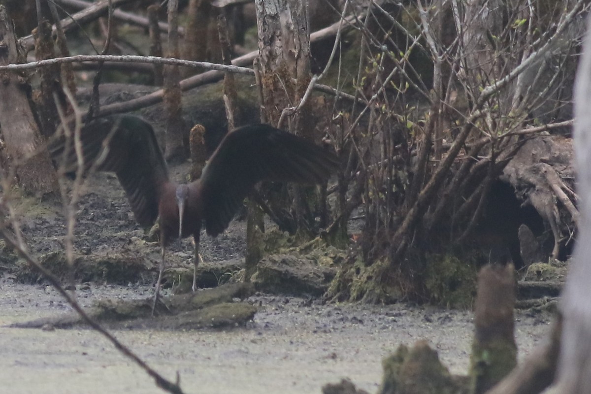 ibis hnědý - ML618433658