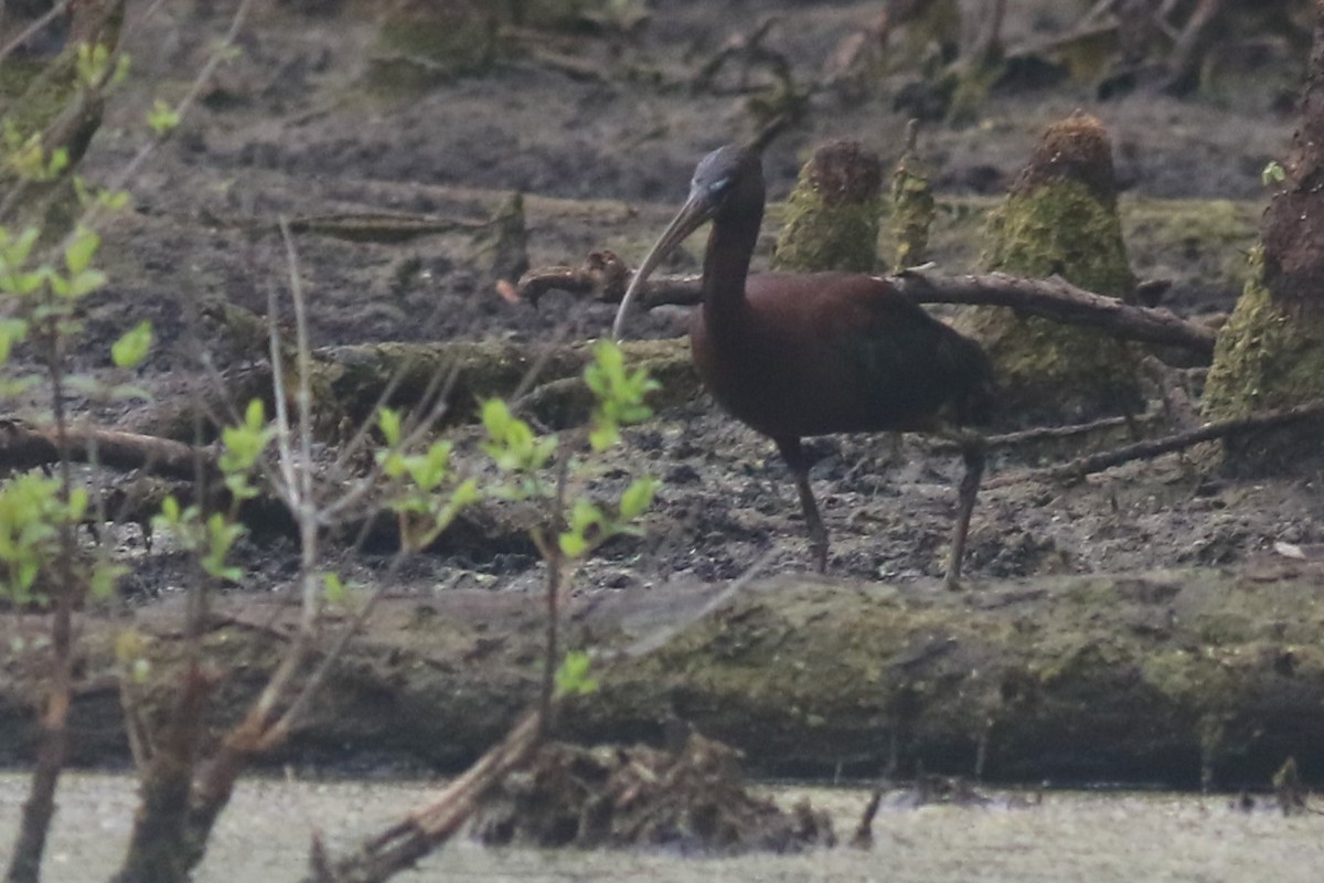 ibis hnědý - ML618433659