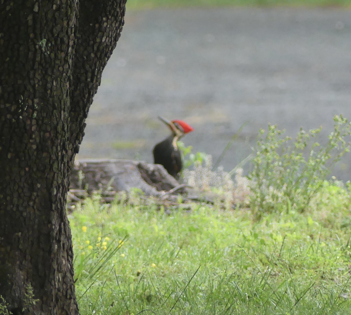 Pileated Woodpecker - ML618433669