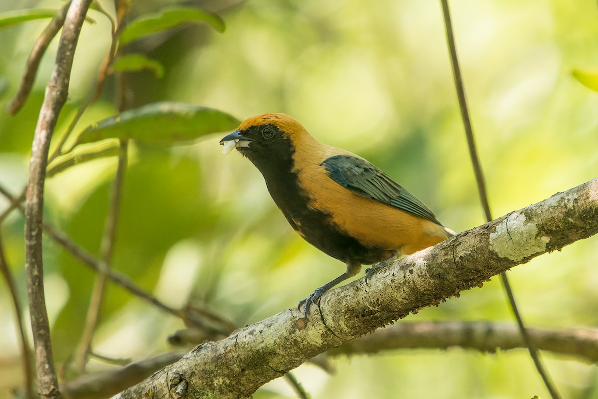 Burnished-buff Tanager - ML618433701