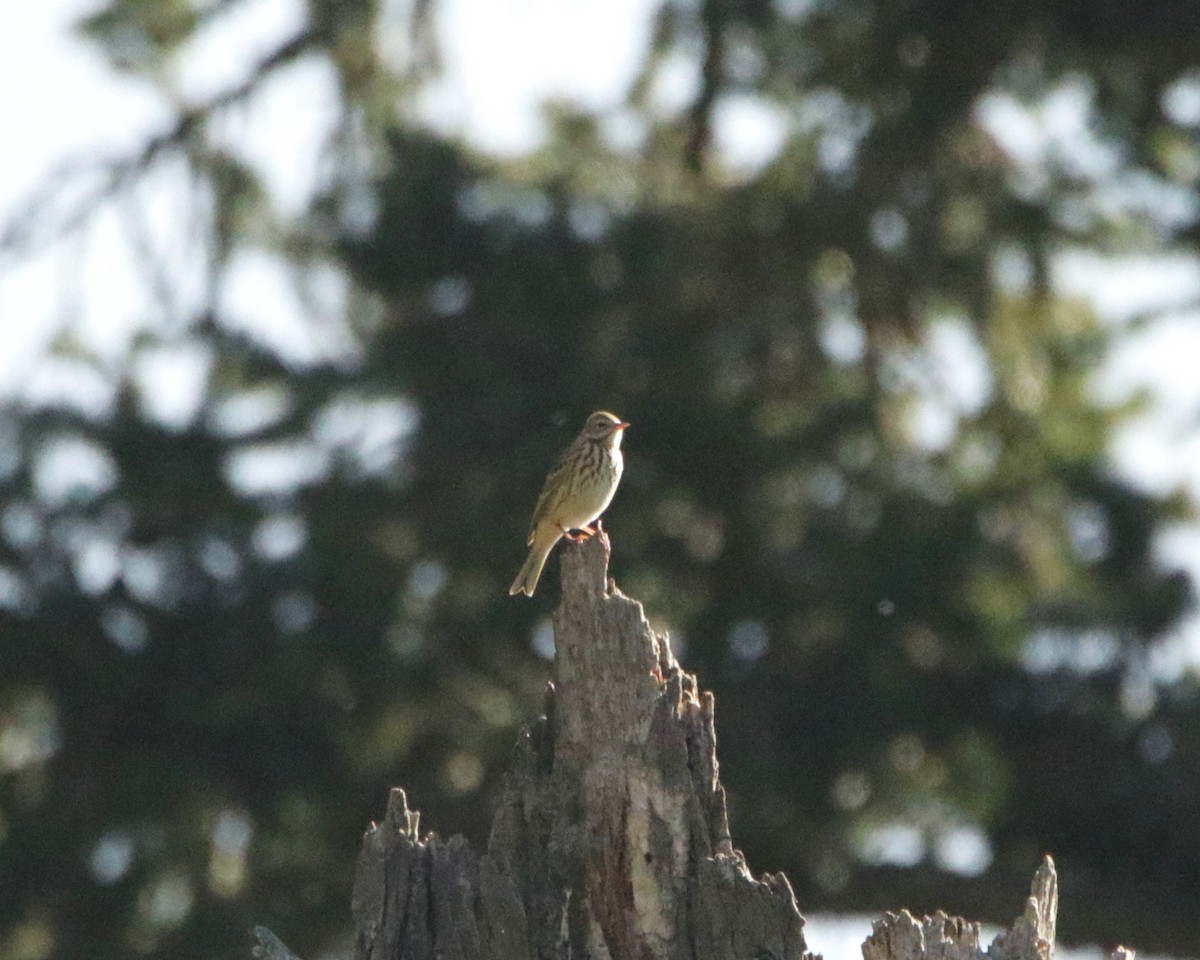 pipit sp. - ML618433709