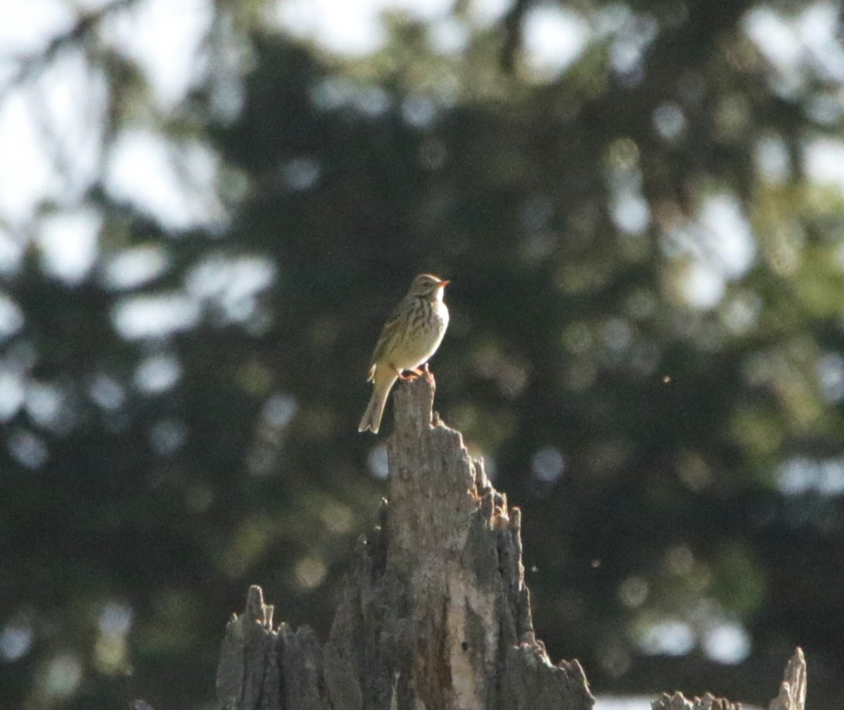 pipit sp. - ML618433710