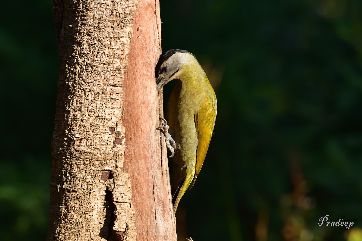 Gray-headed Woodpecker - ML618433727
