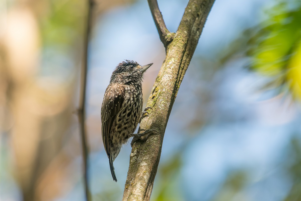 White-wedged Piculet - ML618433729