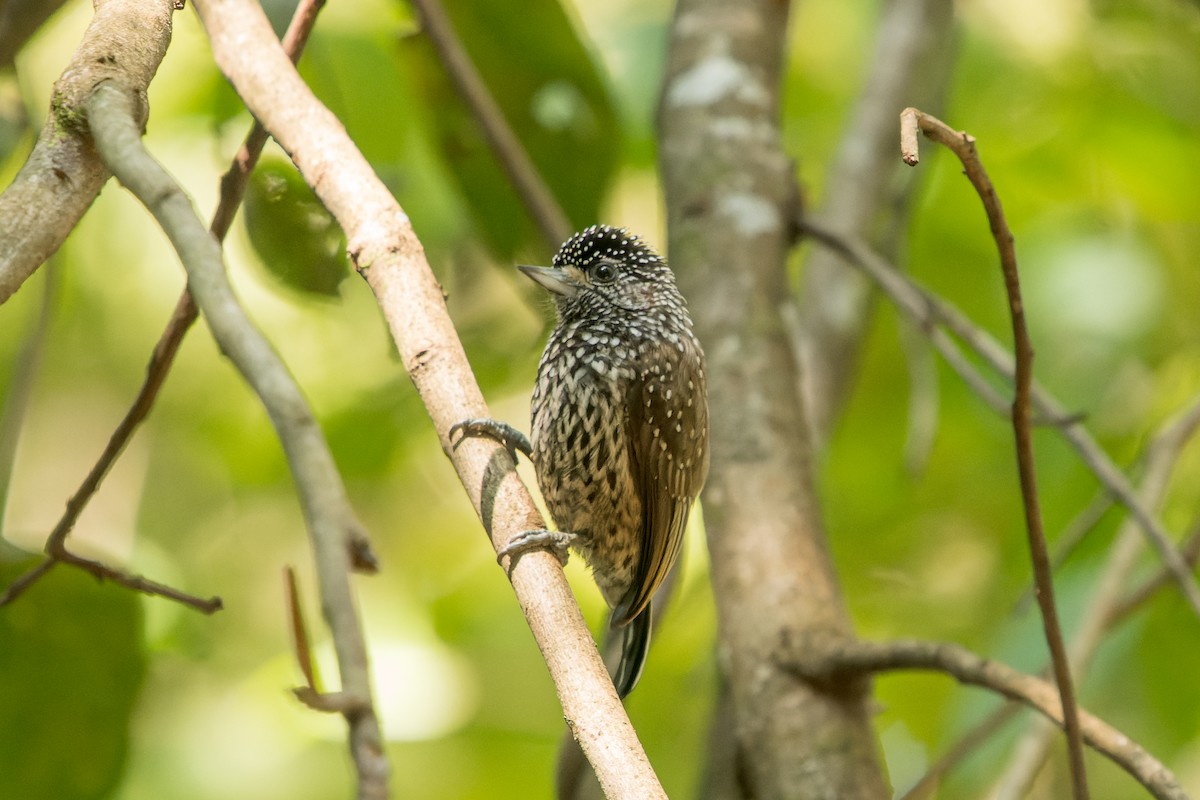 White-wedged Piculet - ML618433730