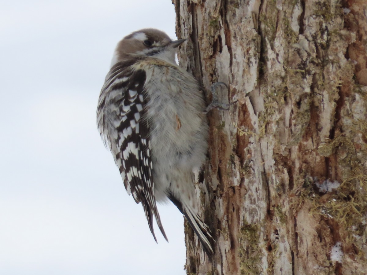 Japanese Pygmy Woodpecker - ML618433734