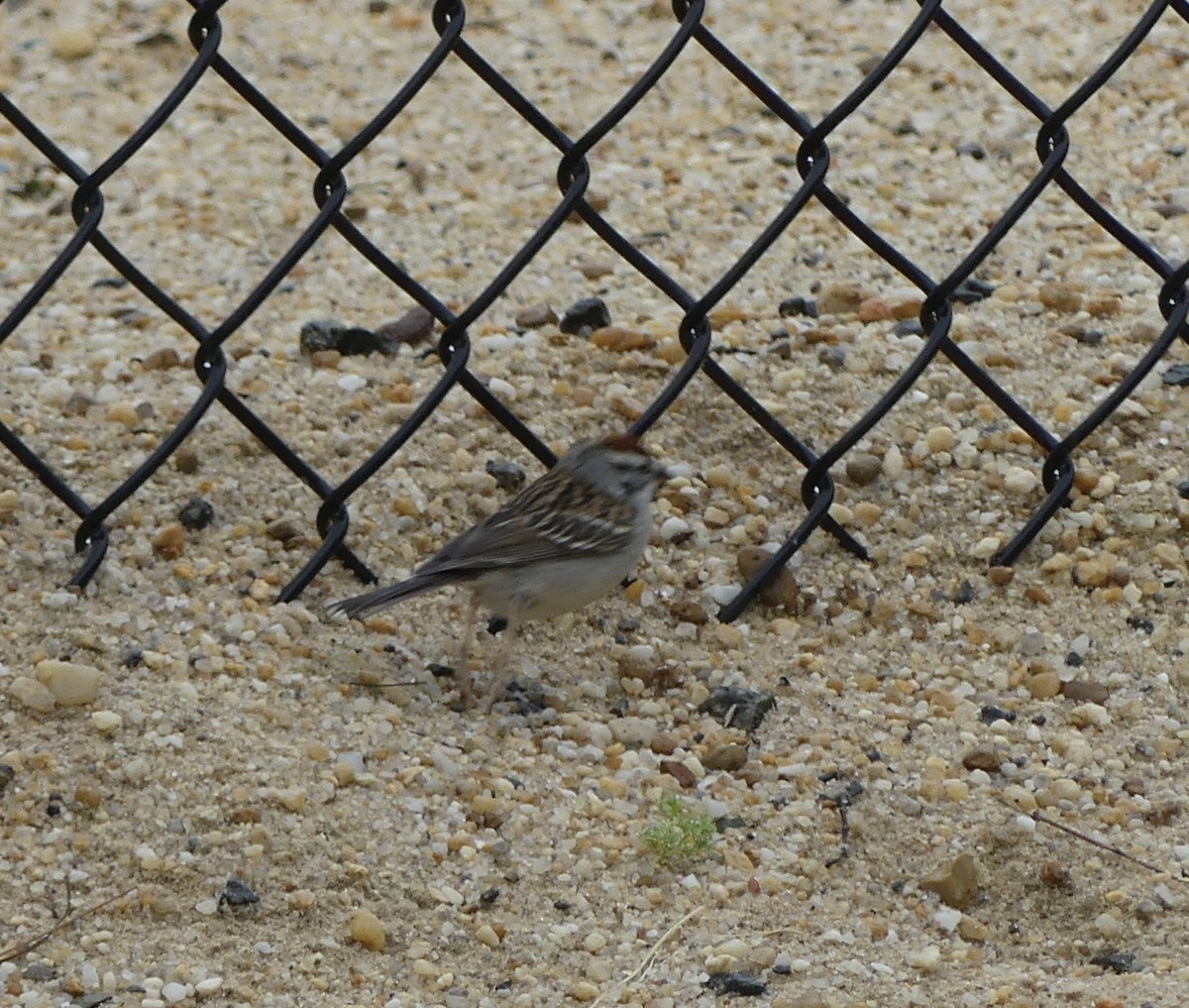 Chipping Sparrow - Harriet Bell