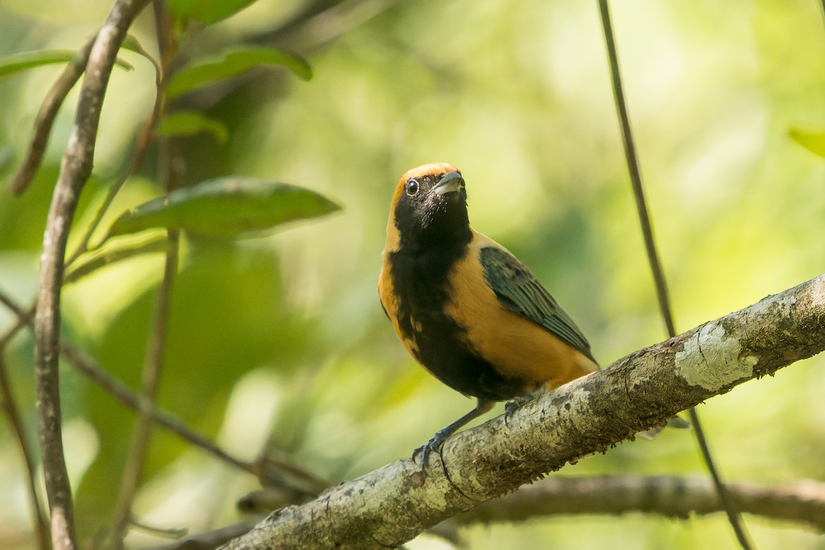 Burnished-buff Tanager - ML618433810