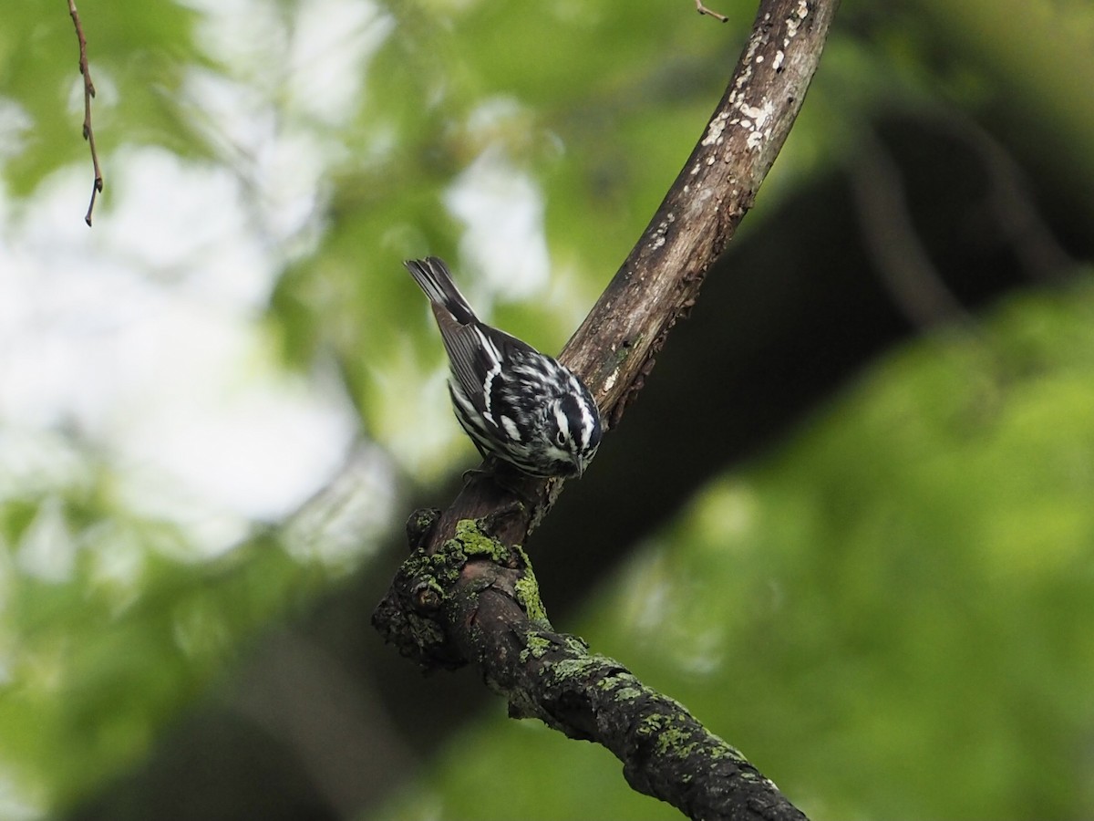 Black-and-white Warbler - ML618433827