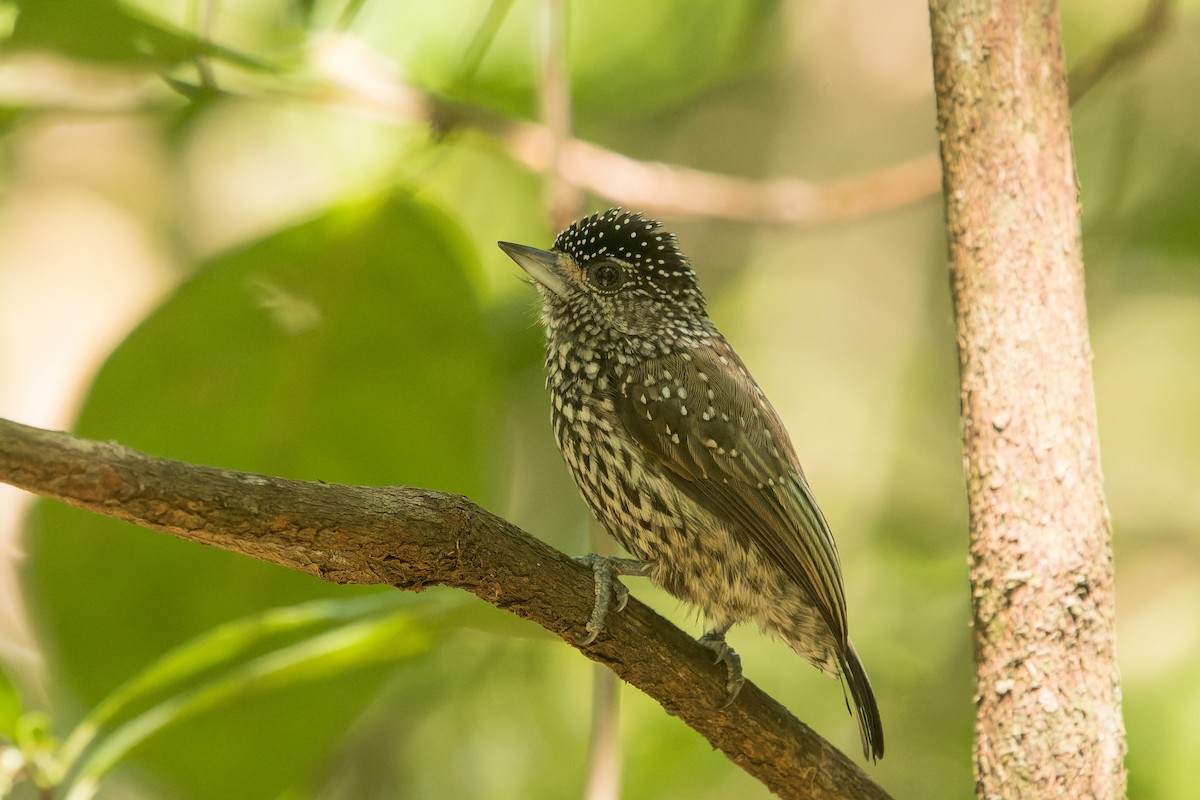 White-wedged Piculet - ML618433830