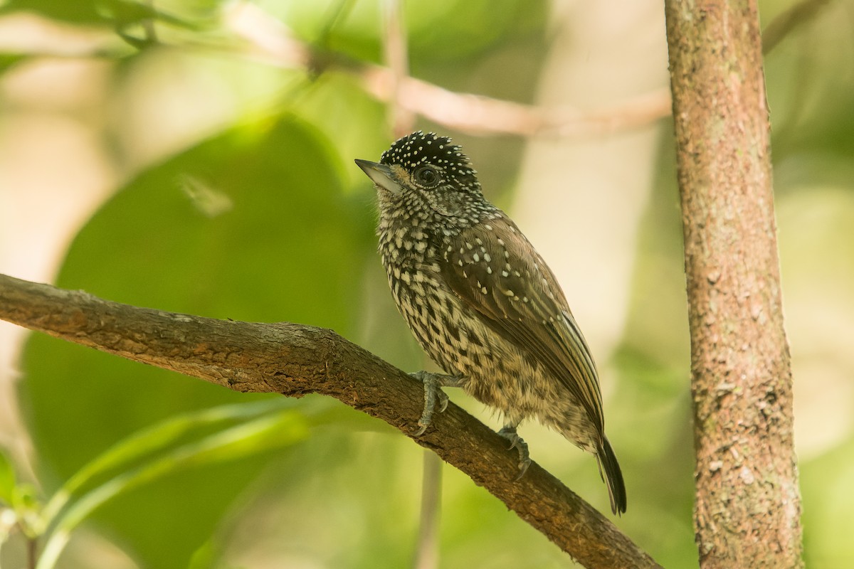 White-wedged Piculet - ML618433831