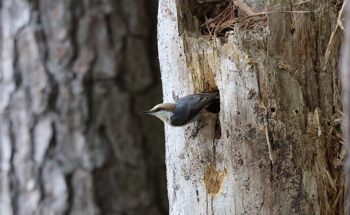 Brown-headed Nuthatch - ML618433842