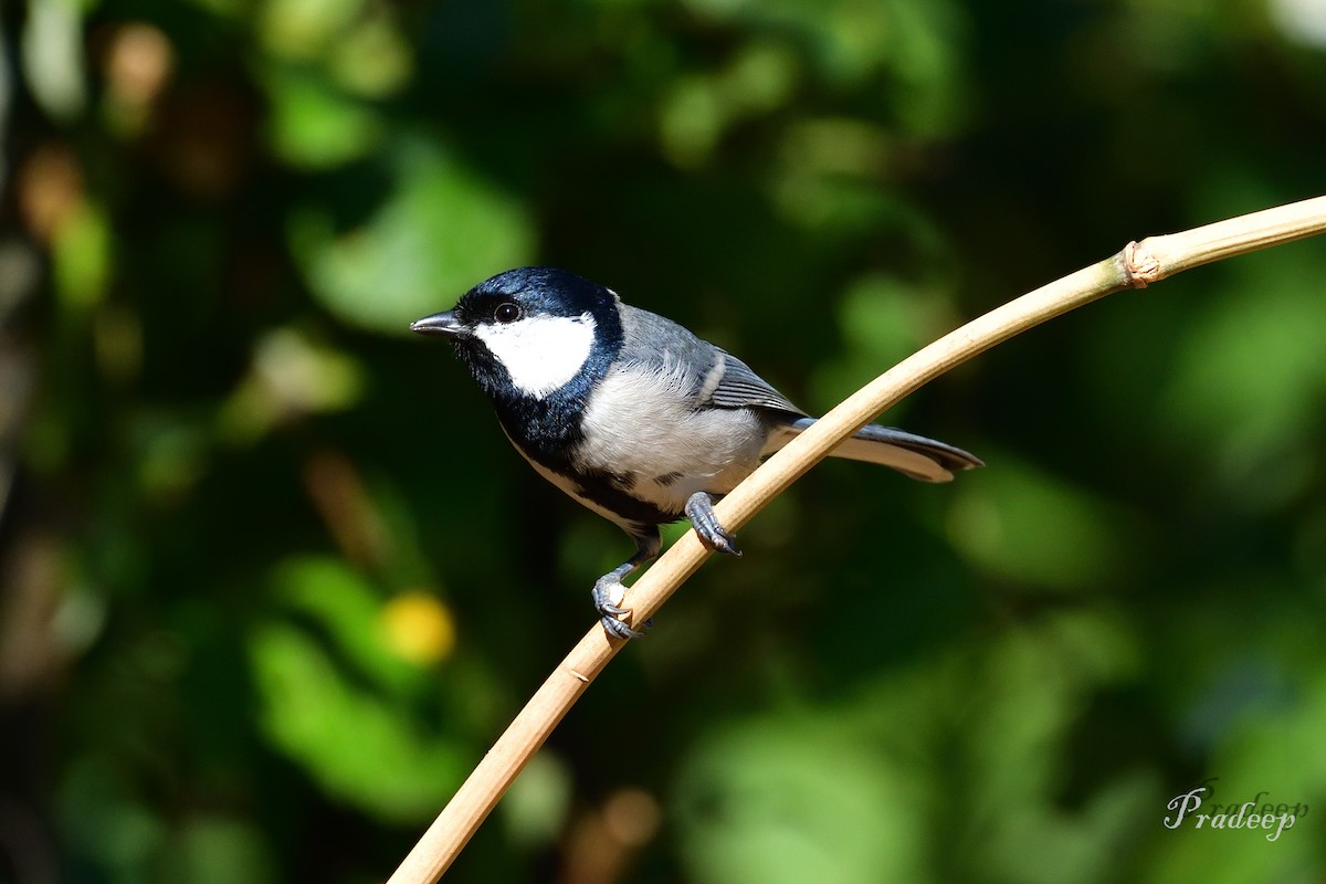 Gray-crested Tit - ML618433843