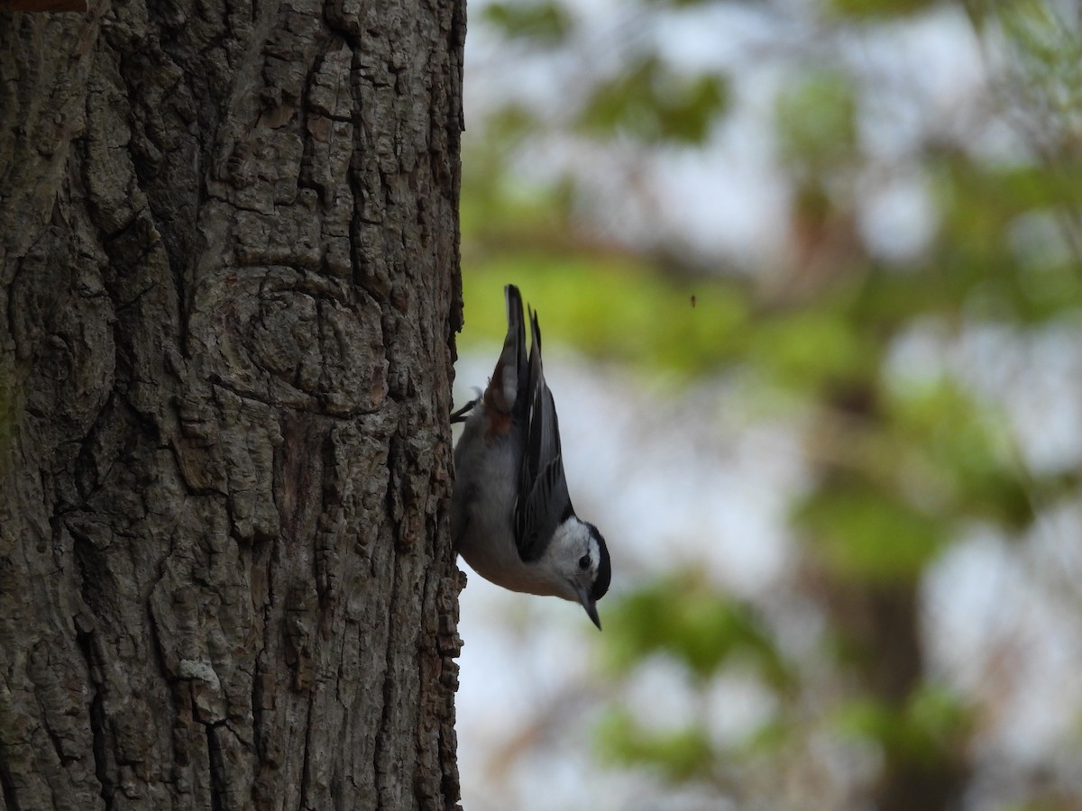 White-breasted Nuthatch - ML618433856