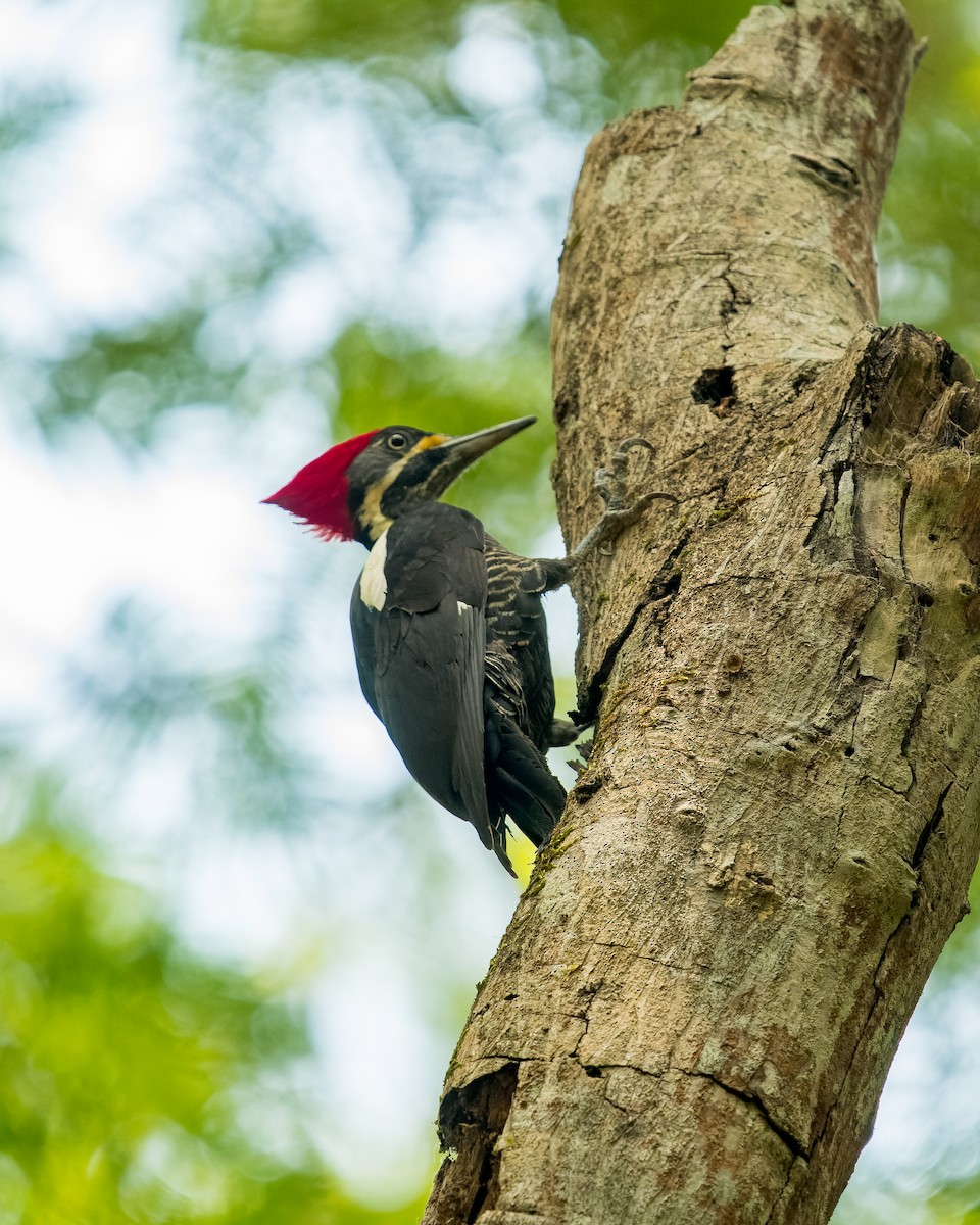 Lineated Woodpecker - ML618433869