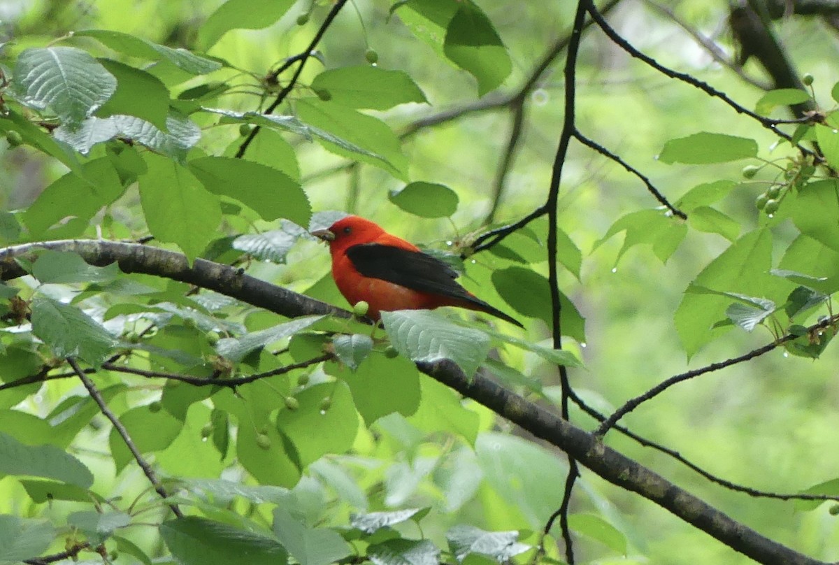 Scarlet Tanager - ML618433900